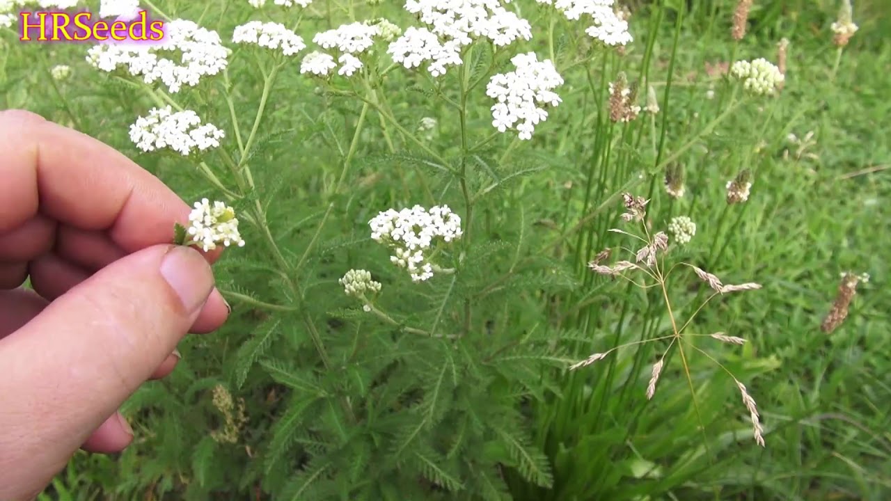 Yarrow Achillea Millefolium A Quick Overview 2019 Youtube