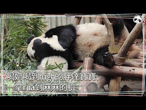 《熊貓早晚安》喝奶喝到high的胖達寶寶，一掌rua到麻麻的臉！ | iPanda