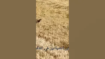صوت طائر دراج المزارع او الدراج الفراتي 