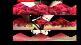 Rafet El Roman-Son Veda...tovuz.elmir