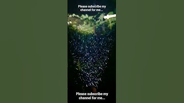 Micro particles in night air | torch light view | microscopy 🔬 | is this small animals?