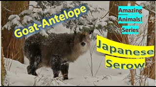 Japanese Serow facts 