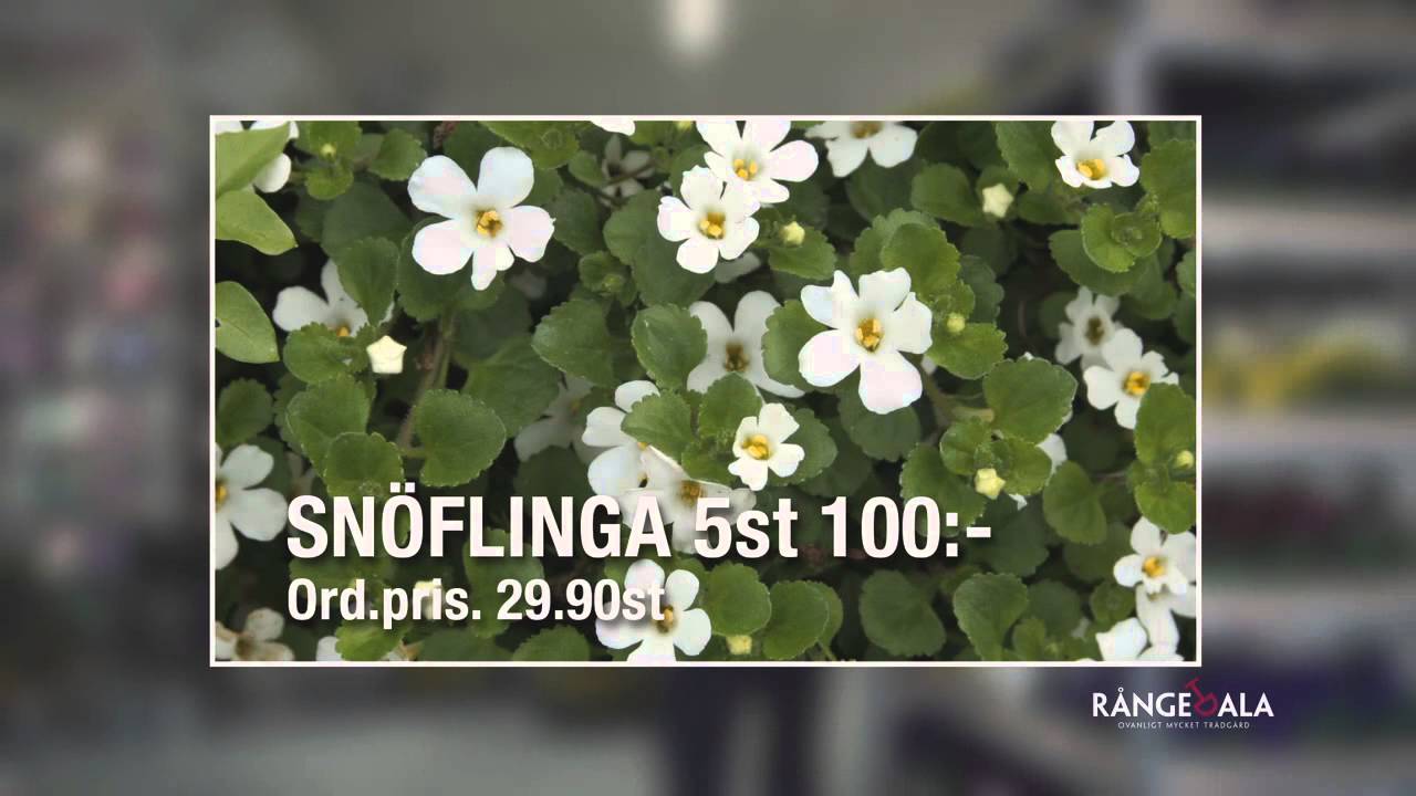 Rångedala Filmklipp #3