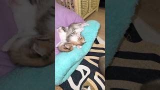 Ya Bunlari Nasi Yesem Ben Ikediler