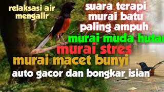 terapi murai batu stres dan macet bunyi dg suara murai batu dialam liar dan gemericik air mengalir