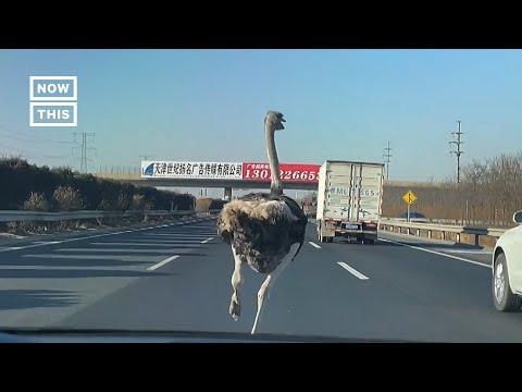 Ostrich Runs Along Highway #Shorts