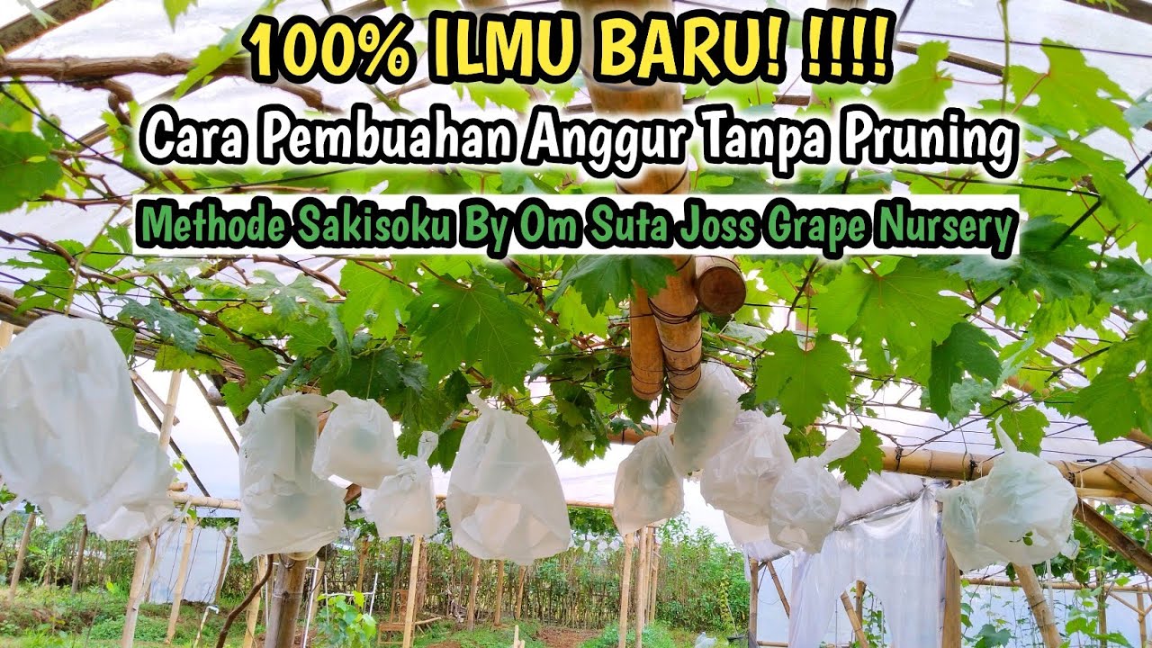 Belajar Methode Sakisoku [Pembuahan Anggur Termudah Didunia] Tanpa Pruning Langsung Dari Sumbernya