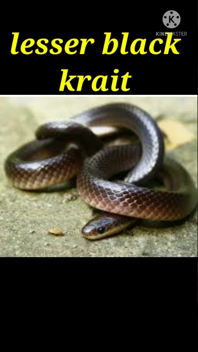 Types of krait in india #sdpets #short #youtubeshort