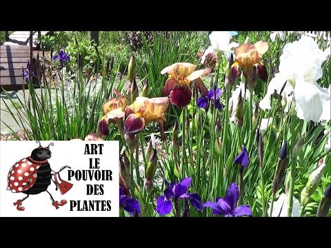 Vidéo: Iris En Fleurs : Pourquoi Ne Fleurissent-ils Pas Et Que Faire ? Soins Post-floraison Que Faire Des Feuilles Et Des Tiges Une Fois Les Iris Fanés ?