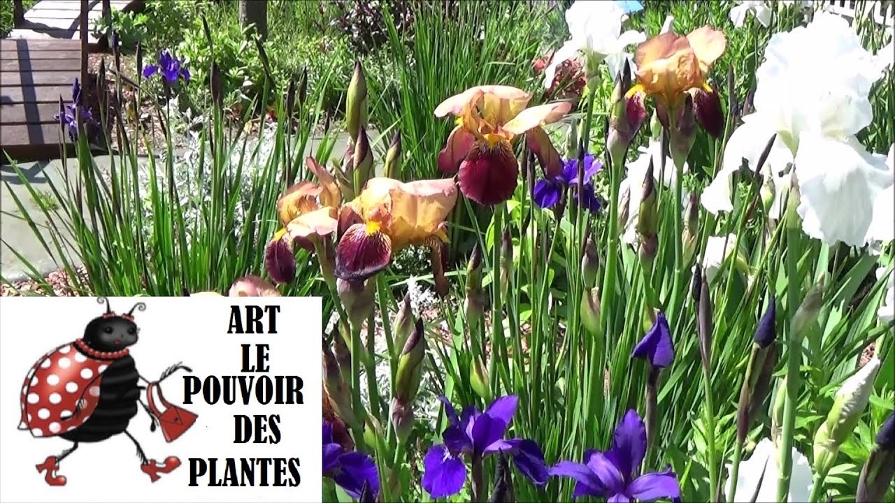 Conseils jardinage Iris Germanica Taille et entretien plante vivace — free download