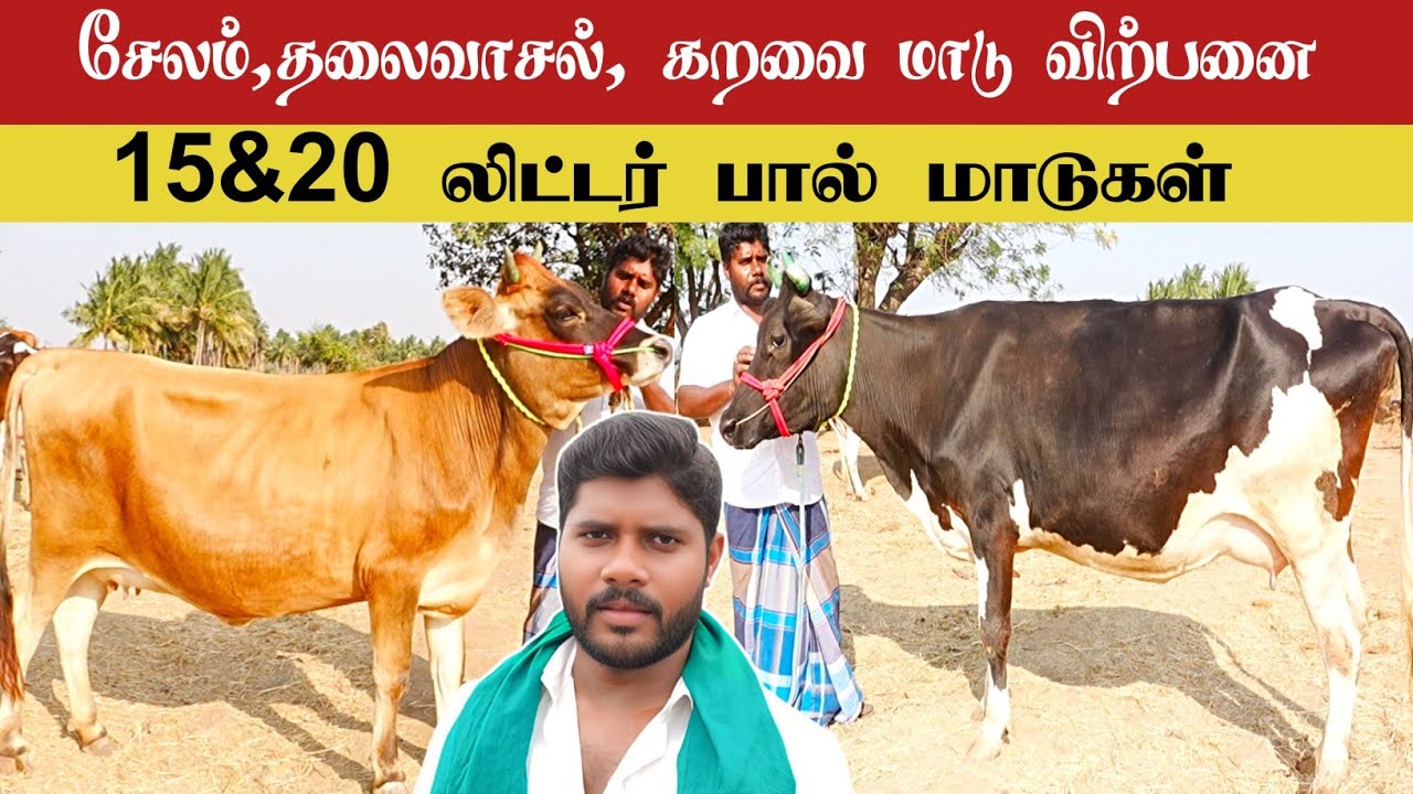 20 லிட்டர் கரவை மாடுகள் / சந்தை விலையை விட குறைவு 