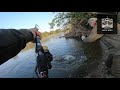 On traque le SILURE de LOIRE avec des têtes et tripes de POULET