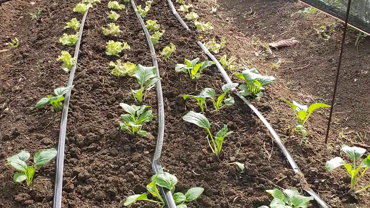 Microtuneles para el cultivo de hortalizas en verano - YouTube