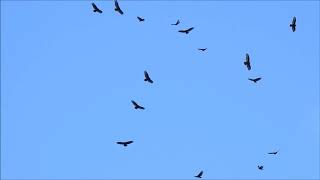 Turkey Vulture Migration at Cranberry Marsh, Whitby, Ontario