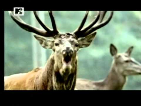 Реклама / Werbung MTV 2011, Becks music (singing deer)