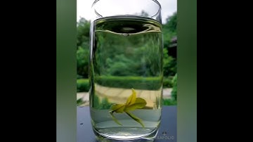 Thumbnail of The Dancing Tea Lovers (Music: The Butterfly Lovers | 梁祝)