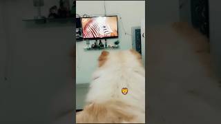 #yt#ytshorts#ytviral#dog#pets#pupy#cute#cutedog#chowchow#animal#beautiful#anime#love#live#petcare