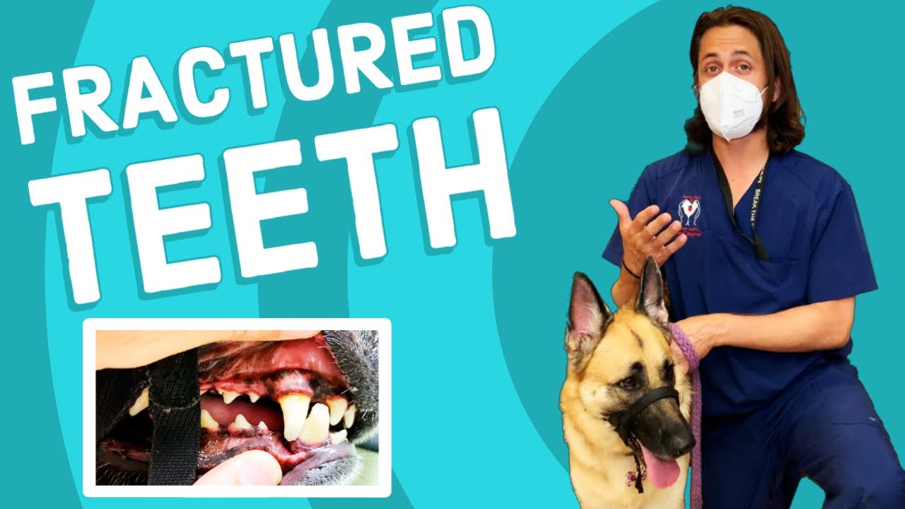 Fractured Teeth In Dogs