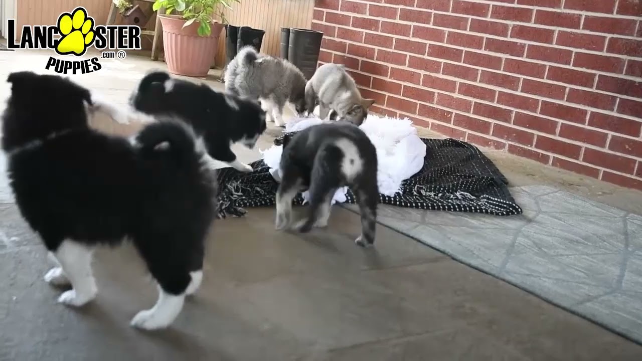 Happy Pomsky Puppies