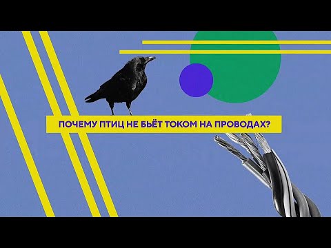 Почему птиц не бьёт током на проводах?