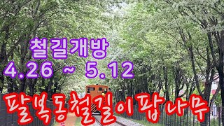 전주 팔복동 철길 이팝나무 Jeonju Palbok-dong railroad track tree 철길 개방 시간 안내 아래 설명란에 있습니다.이팝나무 이번 주말에 활짝~넘 멋져요