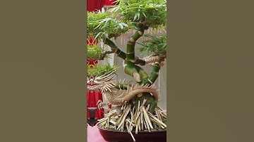 Tre bonsai nghệ thuật 2 tỷ rưỡi chủ không bán #cây #yêucây #caycanh #bonsai