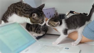 The Rescued Kitten Wants To Get Close To the Big Cat │ Episode.189