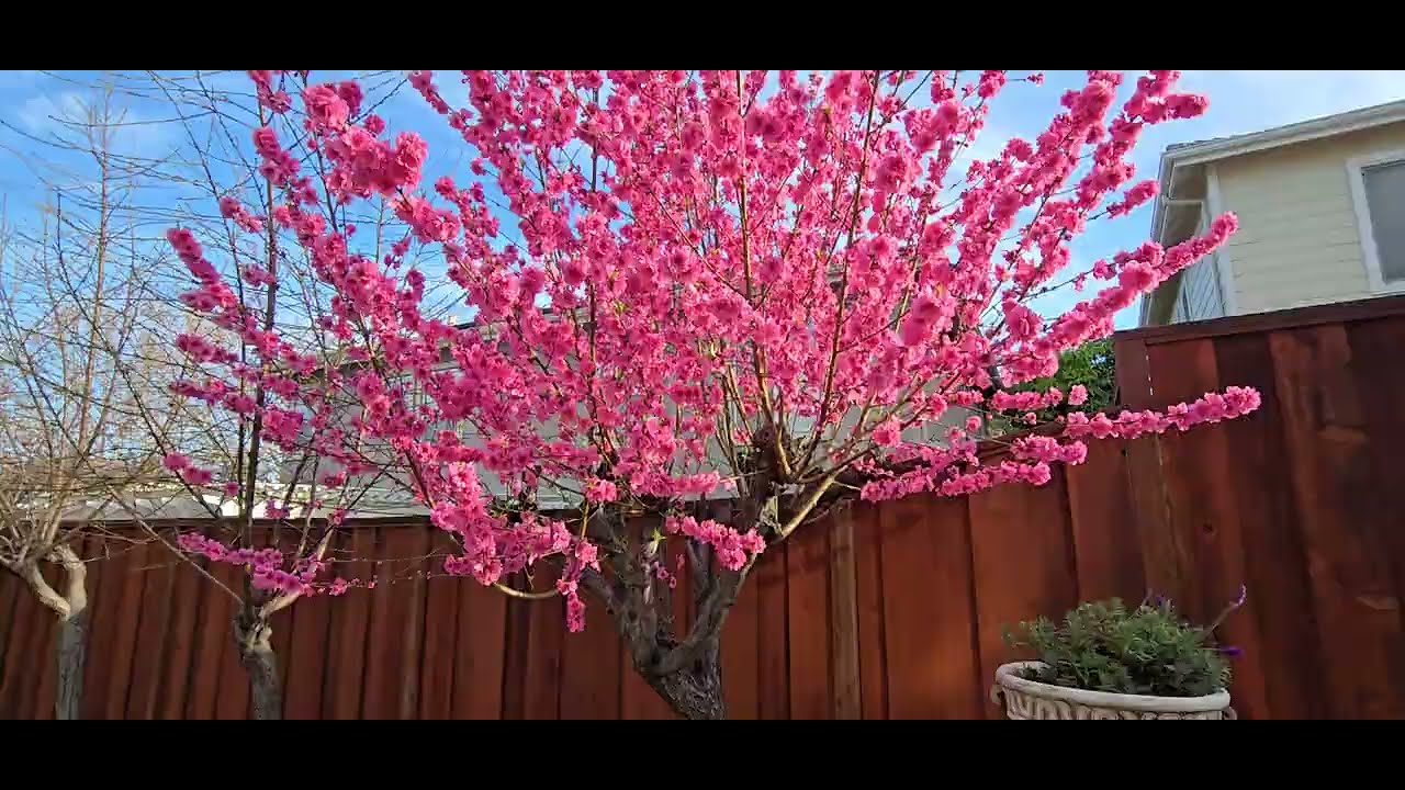 Early Pink Flowering Peach Tree - Lunar New Year 2026 (Prunus Persica) 
