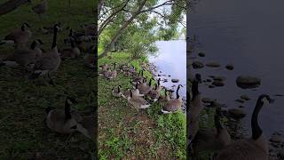 Goose family #wild #geese  #wildbirds #canadagoose #wildanimalwatching