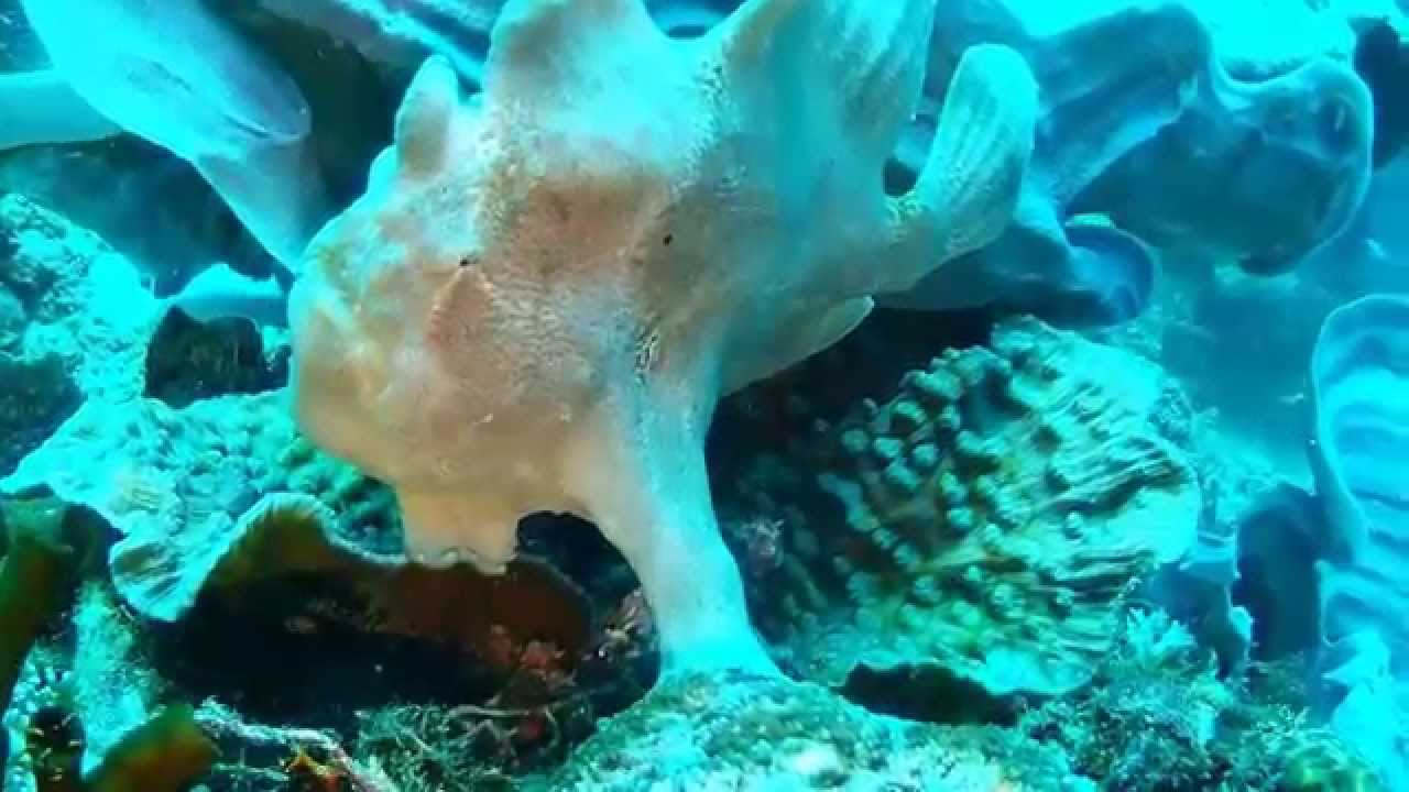 ANTENNAIRE / FROGFISH