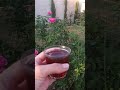 ياصبابين الشاي ☕