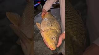 Big China fish Found #fishharvesting #fishing #fish #seafood