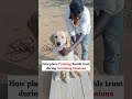 Struggling with Dog Grooming? Try THIS Place Command Trick! Bu Akash Singh #dogtrainer #ytshorts