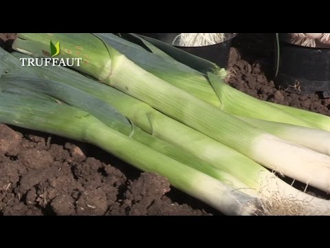 Vidéo: Compagnons de plantes de poireaux - En savoir plus sur la plantation de compagnons avec des poireaux