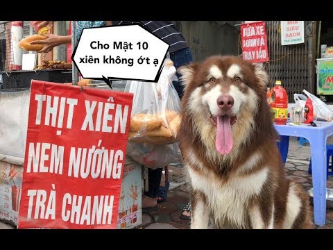 puppy paradise Chó Mật đi mua thịt xiên và gặp biến tai hại , Thánh xin xỏ đây mà