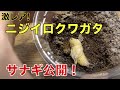 【レアなサナギ姿公開！】ニジイロクワガタの幼虫が見事なサナギに！（昆虫博士）
