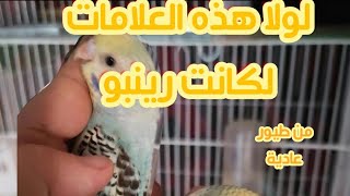 مشروع ناجح ب1000دولار  يوميات مزرعة البادجي