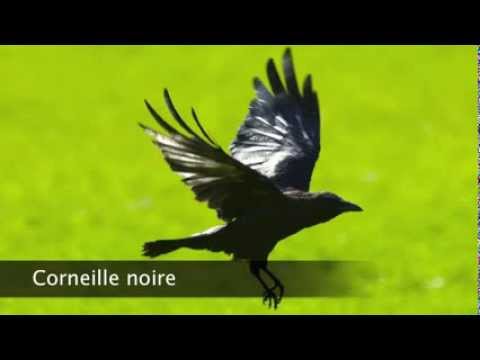 Corneille Noire Youtube