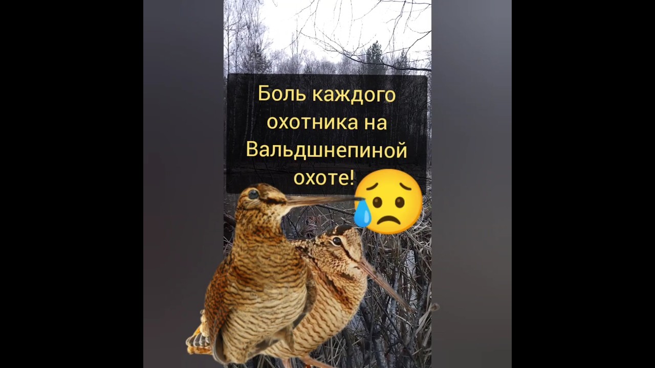 Вальдшнепиная Тяга!Боль охотника! 