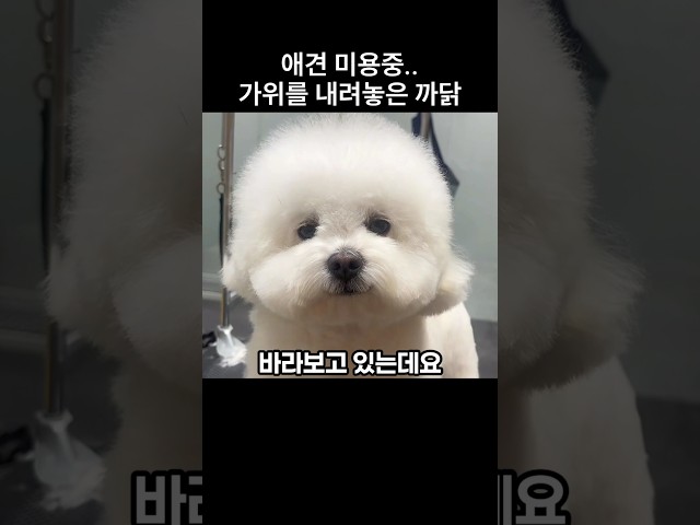 애견 미용사도 포기한 댕댕이의 심각한 상태는..