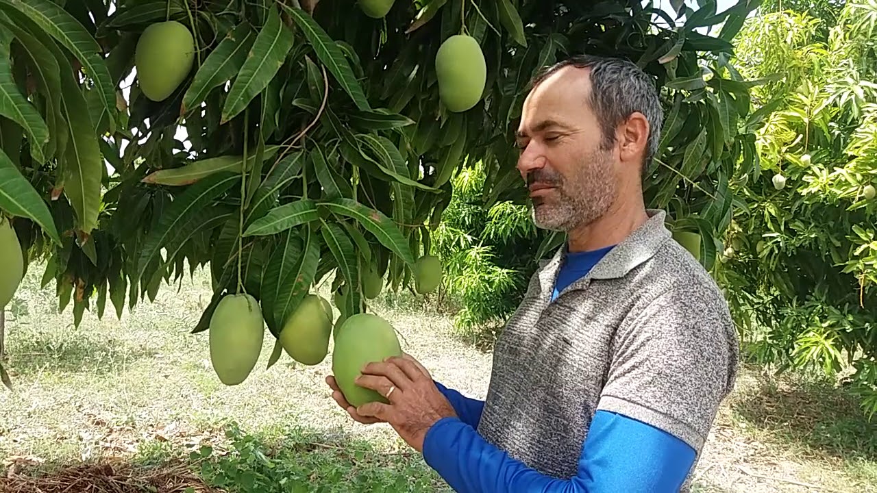Como plantar manga gigante conhecida, como jasmi ou Maranhão - YouTube