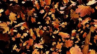 #Футаж осенний листопад ◄4K•HD► #Footage autumn leaf fall