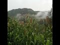 حمود السمه في ورد نيسان حمود السمه في ورد نيسان