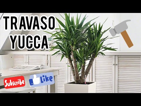 Video: Dovrei rinvasare la yucca - Rinvasare le piante d'appartamento della yucca