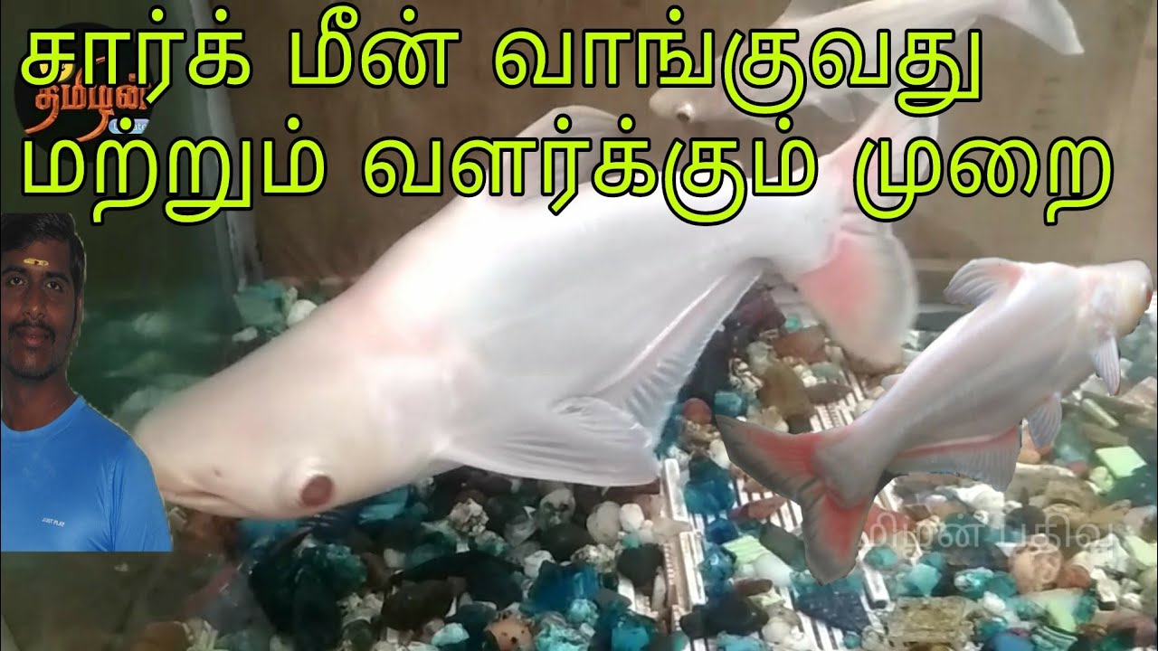 Shark fish buying tips and info video - YouTube