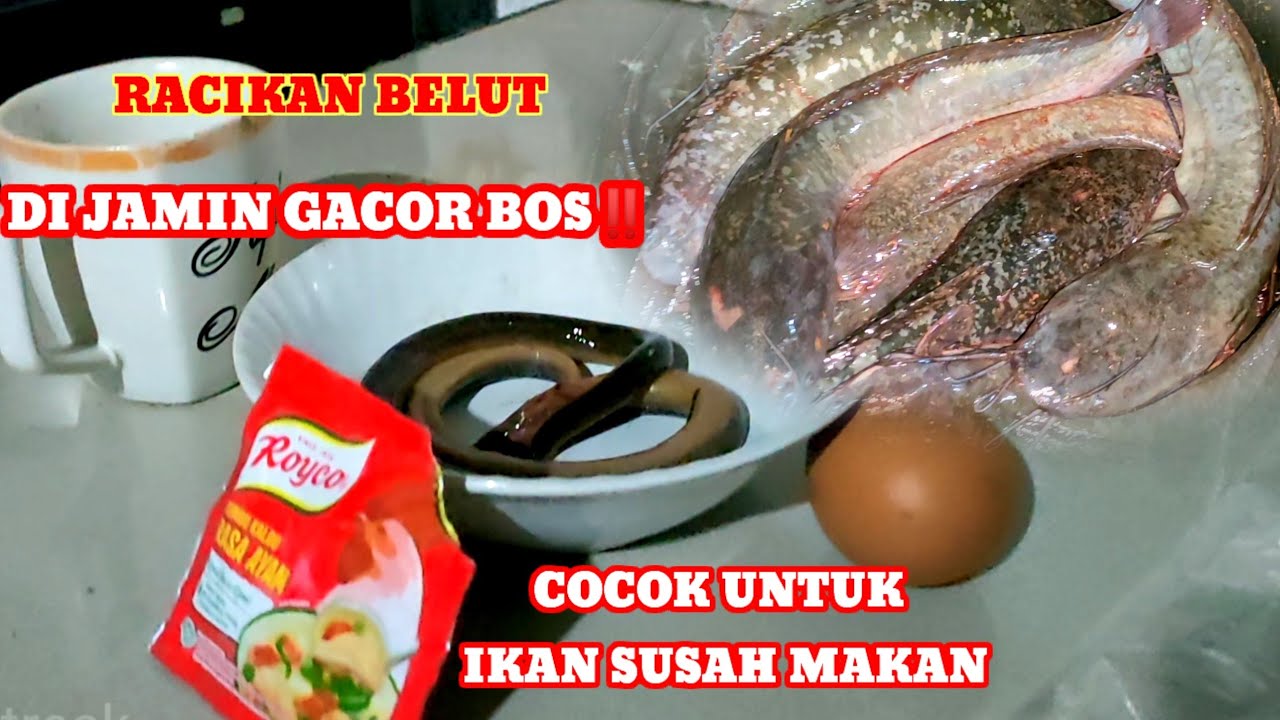 RACIKAN BELLUT KUKUS PALING JITU UNTUK MANCING MALAM HARI_HARIAN MAUPUN LOMBA