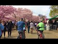 🌸 National Cherry Blossom Festival 🌸 at the Tidal Basin in Washington DC