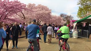 🌸 National Cherry Blossom Festival 🌸 at the Tidal Basin in Washington DC