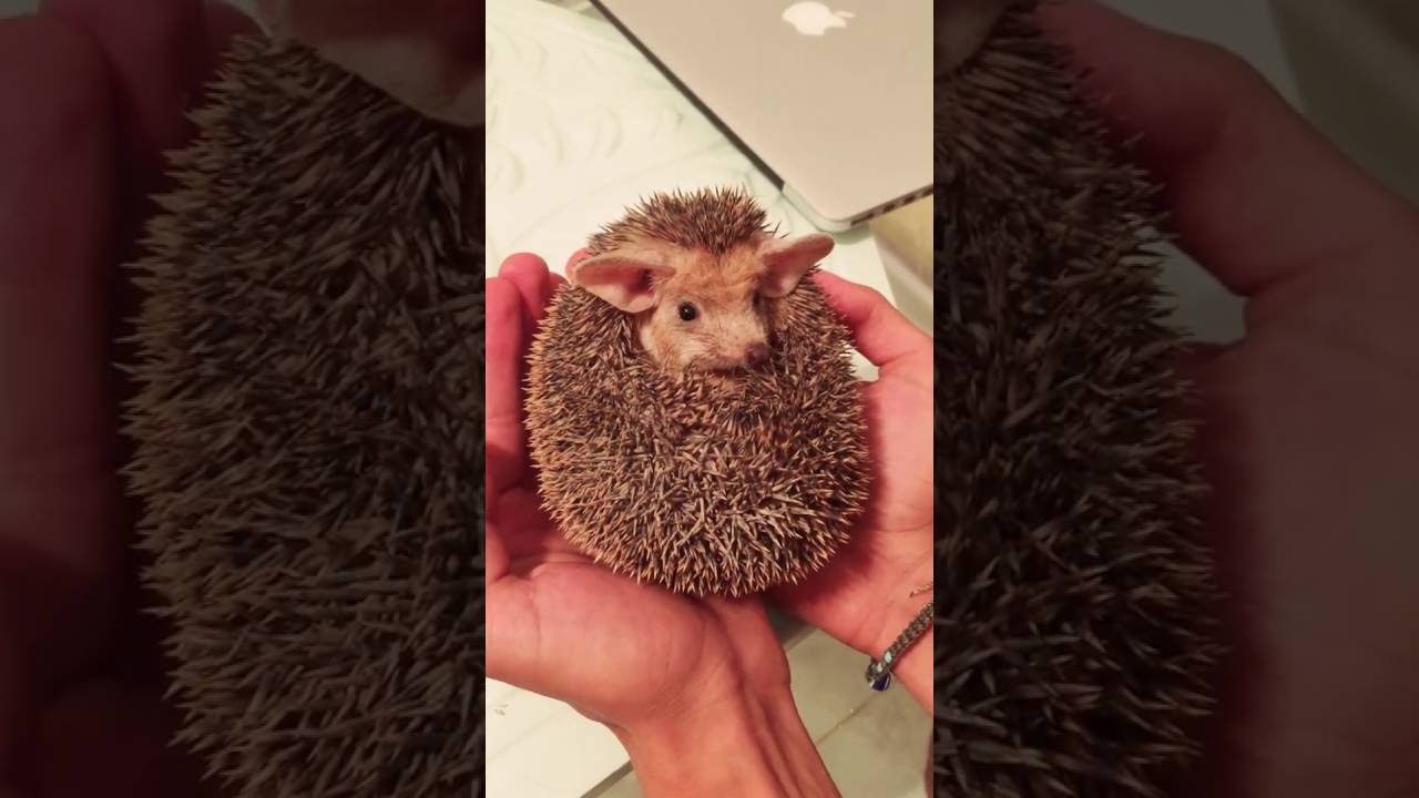 Pet hedgehog