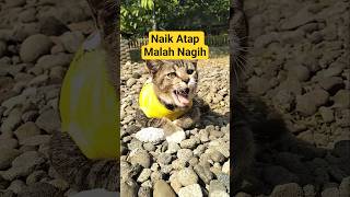 Naik atap malah nagih #Shorts #kucingkampung #kucingpetualang #kucinglucu #kucinggemoy